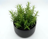 Fresh rosemary herb growing in black ceramic pot isolated on white background for culinary cooking and gardening projects.