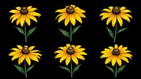 Six yellow black-eyed Susan flowers isolated on transparent background, ready for stickers, t-shirt design, print on demand, sublimation, and clipart use.