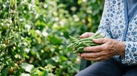 Senior farmer holding fresh green beans harvested from organic garden, sustainable agriculture and local produce concept for farming, gardening and food production.