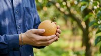 Farmer holding fresh ripe pear in hands at orchard garden. Harvest time, organic fruit picking, agriculture and farming concept for food production and healthy eating.