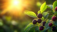 Fresh ripe blackberries growing on branch with green leaves in garden, sunlight breaking through creating warm summer atmosphere at harvest time.