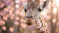 Young deer with soft brown fur eating delicate pink and white flowers in a blooming garden, surrounded by blurred floral bokeh background.