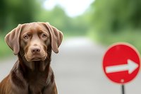 Chocolate Labrador puppy with soulful expression near red directional road sign on blurred natural background, focus on dog face for pet and animal concepts.