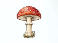 Red toadstool mushroom with white spots isolated on white background, ready for design use on merchandise, clipart, and educational materials.