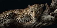 Majestic leopard resting on weathered tree branch against dark background, showcasing spotted coat pattern and intense gaze in natural wildlife portrait.