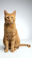 Orange tabby cat sitting upright on white background, green eyes looking at camera, isolated studio portrait for pet care and veterinary designs.