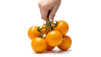 Hand holding fresh orange cherry tomatoes on vine isolated on white background for healthy cooking and organic food concepts.