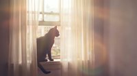 Cat silhouette sitting on windowsill with warm sunlight streaming through sheer curtains creating peaceful morning atmosphere for home decor and pet themes.