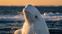 White beluga whale breaching ocean surface with water droplets at golden sunset creating dramatic marine wildlife moment for nature photography.