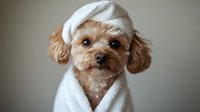 Adorable brown Maltipoo puppy wrapped in white towel after bath, looking at camera with expressive eyes against neutral background. For pet care and grooming concepts.