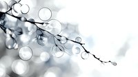 Abstract monochrome composition with transparent bubbles and bokeh effect on branch silhouette against soft white background, creating dreamy atmospheric mood.