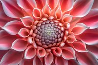 Extreme close up of coral pink dahlia flower showing detailed geometric pattern of petals arranged in spiral formation with soft dreamy lighting effect.