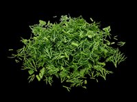 Dried green herb seasoning isolated on transparent background, ready for culinary design, packaging, recipe graphics, cooking blogs, food labels, and print-on-demand kitchen products.