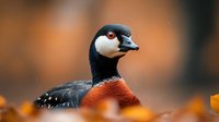 Red-breasted goose with distinctive black and white head pattern against blurred autumn background, showcasing vibrant orange plumage and elegant profile.
