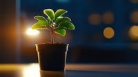 Young green plant growing in black pot against blurred dark background with golden bokeh lights, symbolizing growth, hope and new beginnings.