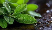 Fresh sage leaves covered in morning dew drops on dark wooden surface, macro photography showing intricate details and natural moisture on aromatic herb.