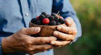 Fresh blackberries and raspberries held in farmer's hands outdoors, ripe berries ready for harvest, agricultural produce for farming and gardening themes.