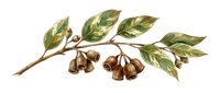 Botanical illustration of dried bell-shaped flowers with green leaves on branch, isolated on white background. Suitable for botanical prints, educational materials, and design projects.