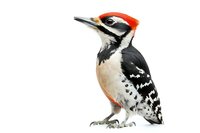 Great spotted woodpecker with distinctive black, white and red plumage on isolated background, side view of wild forest bird showing detailed feathers and beak.