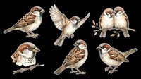 Sparrow bird clipart set with six poses isolated on transparent background, ready for stickers, t-shirt design, print on demand, and sublimation crafts.