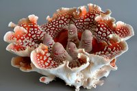 Exotic red and white coral or fungus sculpture with intricate ruffled textures and organic patterns on a neutral gray background.