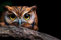 Close-up portrait of great horned owl with piercing yellow eyes against dark background, showing intense gaze and detailed feather texture in dramatic lighting.
