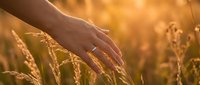 Hand gently touching golden wheat ears in warm sunlight during harvest season, representing agriculture, farming, and natural grain production.