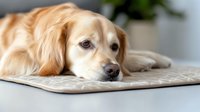 Sad golden retriever dog lying on beige mat at home, looking away with melancholic expression. Pet emotions and feelings concept for veterinary and animal care.