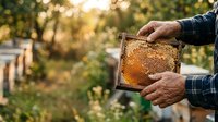 Beekeeper holding honeycomb frame with golden honey and bees in apiary garden, agricultural beekeeping practice for honey production and pollination.