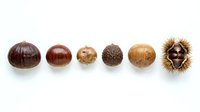Variety of spiky and smooth seed pods and chestnuts arranged in a row on white background, suitable for botanical and nature design projects.