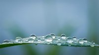 Water droplets on green leaf surface with soft blurred natural background creating fresh morning dew effect for wellness and nature concepts.