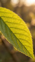 Sunlit green leaf with visible veins and serrated edges, backlit by warm golden light creating translucent yellow glow. Soft blurred foliage background. Nature and botanical use.