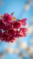 Pink cherry blossom flowers blooming on tree branch against bright blue sky background in spring season for nature and seasonal content.