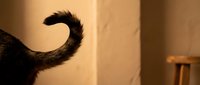 Fluffy cat tail curled in warm sunlight streaming through window creating cozy domestic atmosphere in modern home interior with wooden furniture.