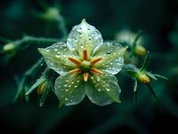 Delicate white flower with water droplets on petals, showcasing vibrant yellow and orange center against dark green background.