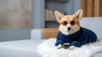 Adorable corgi dog wearing stylish sunglasses and cozy blue knit sweater lying on white fur blanket in modern living room interior for pet fashion content.