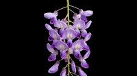 Wisteria flower cluster with purple blooms isolated on transparent background, ready for t-shirt design, stickers, clipart, sublimation, and print on demand use.