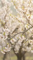 Small brown bird perched on blooming cherry tree branch with delicate white flowers and fresh green leaves in soft spring garden setting.