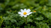 Single white daisy flower with water drops on petals against green garden background, soft natural morning light creates fresh spring atmosphere.