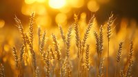 Golden wheat ears against blurred sunset bokeh background. Ripe cereal crop silhouettes in warm evening light create atmospheric agricultural scene.