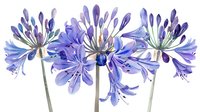 Watercolor purple agapanthus flowers with delicate petals and long stems on white background, botanical illustration for floral design projects.