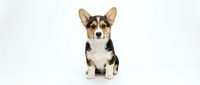 Adorable tricolor corgi puppy sitting on white background, isolated cute dog with perked ears and fluffy coat for pet designs and marketing materials.