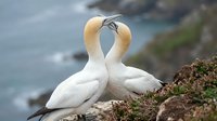 Two northern gannets displaying courtship behavior with touching beaks on coastal cliff overlooking ocean waters during mating season ritual.