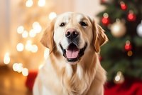 Happy Golden Retriever smiling at camera with Christmas tree and festive bokeh lights in background, creating warm holiday atmosphere for seasonal greeting cards.
