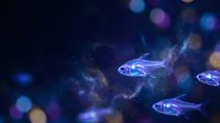 Small silver fish swimming in dark blue aquarium water with colorful bokeh lights creating magical underwater atmosphere for marine life photography.