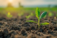 Young green seedling growing in fertile soil with sunlight, symbolizing new beginnings, growth, and agricultural development.