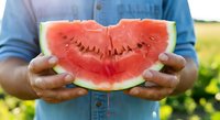 Young man with dark skin tone wearing blue denim shirt holding fresh watermelon slice outdoors in sunny field, summer harvest and healthy eating concept.