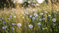 Delicate blue wildflowers bloom in golden sunlit meadow with soft bokeh background creating dreamy natural landscape for wellness and spring themes.