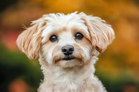 Adorable white mixed breed dog with fluffy fur and expressive eyes poses against blurred autumn background, showcasing sweet personality and gentle expression.