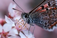Spotted butterfly with orange and brown wings feeding on delicate pink flower blossoms, macro nature photography for wildlife and garden design projects.
